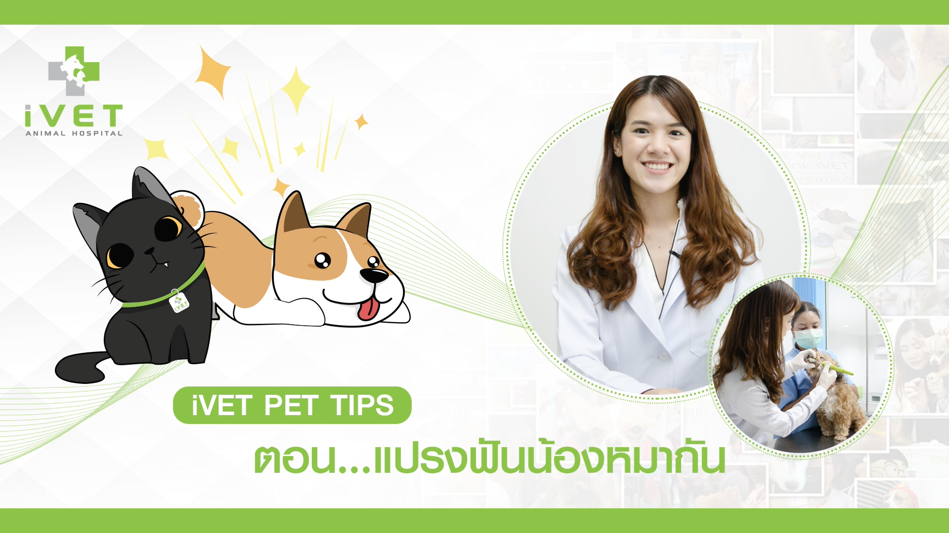 วิธีแปรงฟันสุนัข วิธีแปรงฟันสุนัข